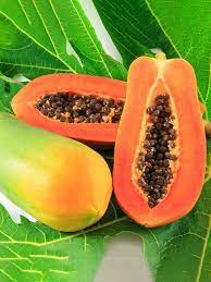 Chiết xuất đu đủ / Papaya Fruit Extract